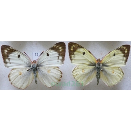 Colias hyale (Linnaeus, 1758) pair Szlaczkoń siarecznik Czech12